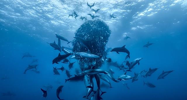 Ocean - with David Attenborough